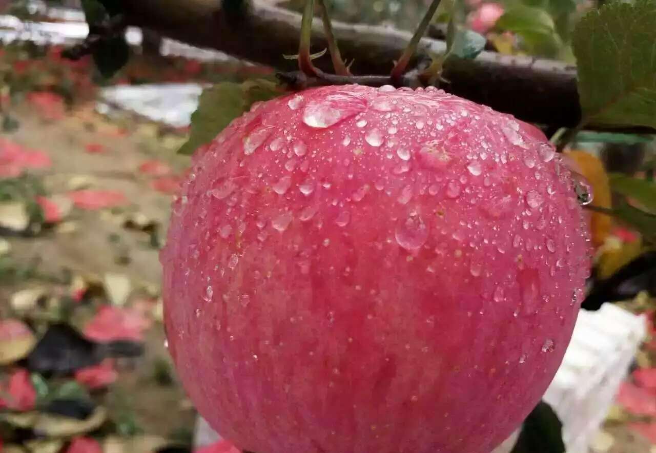 苹果区域公用品牌