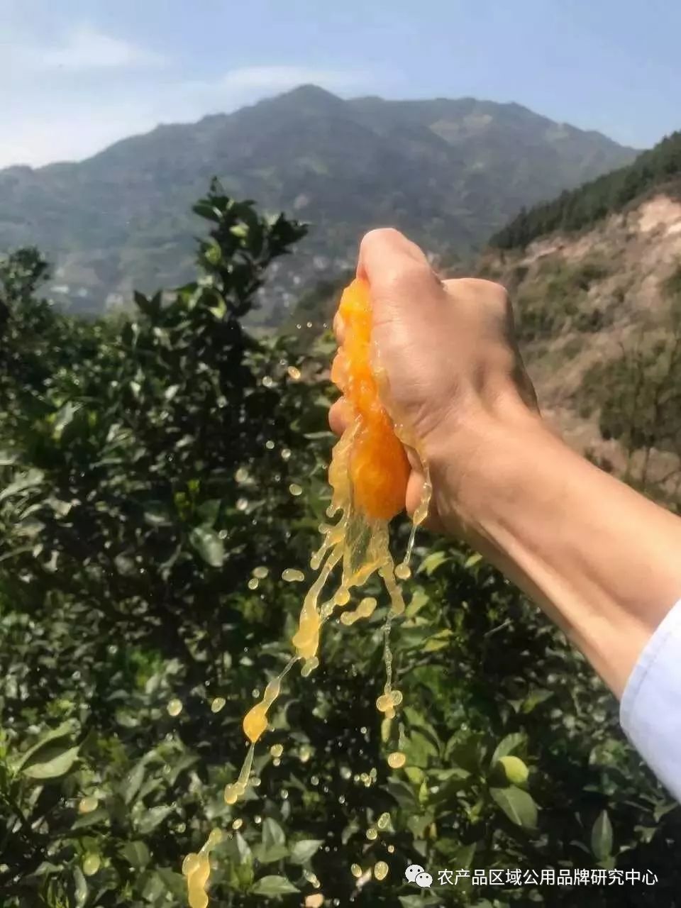 脐橙区域公用品牌