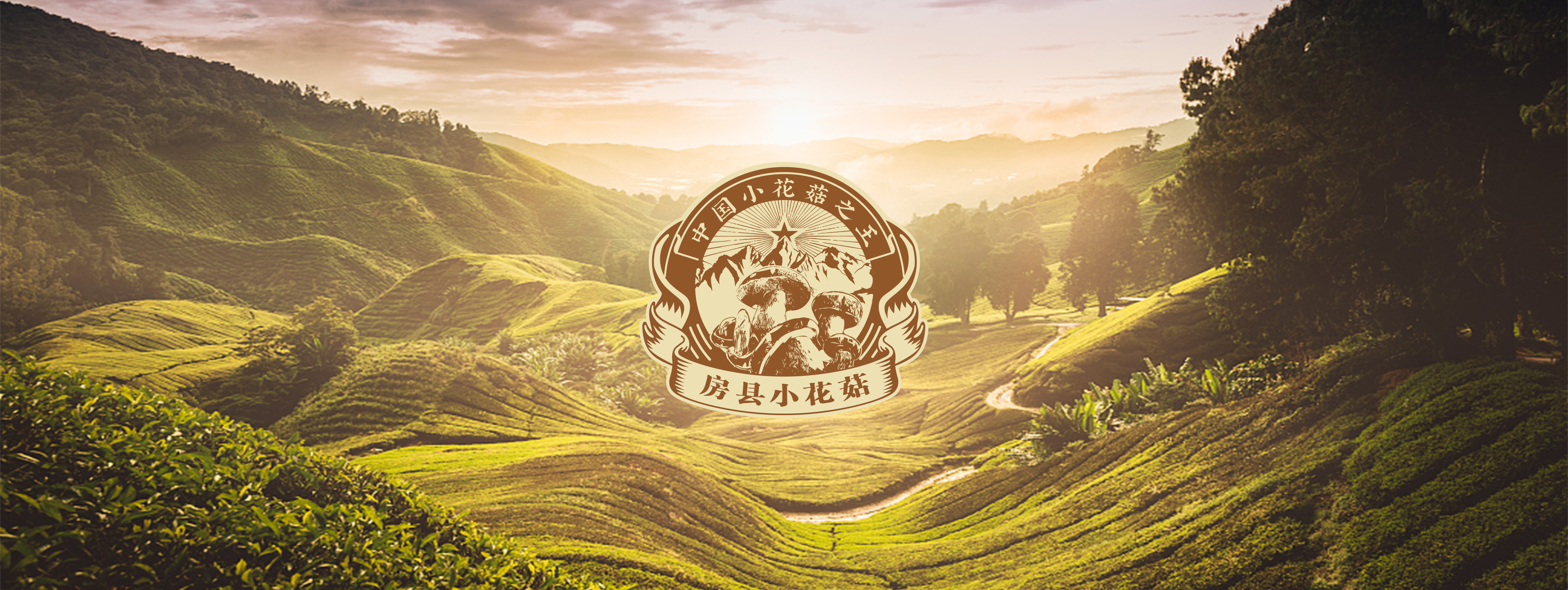 房县小花菇区域公用品牌战略策划